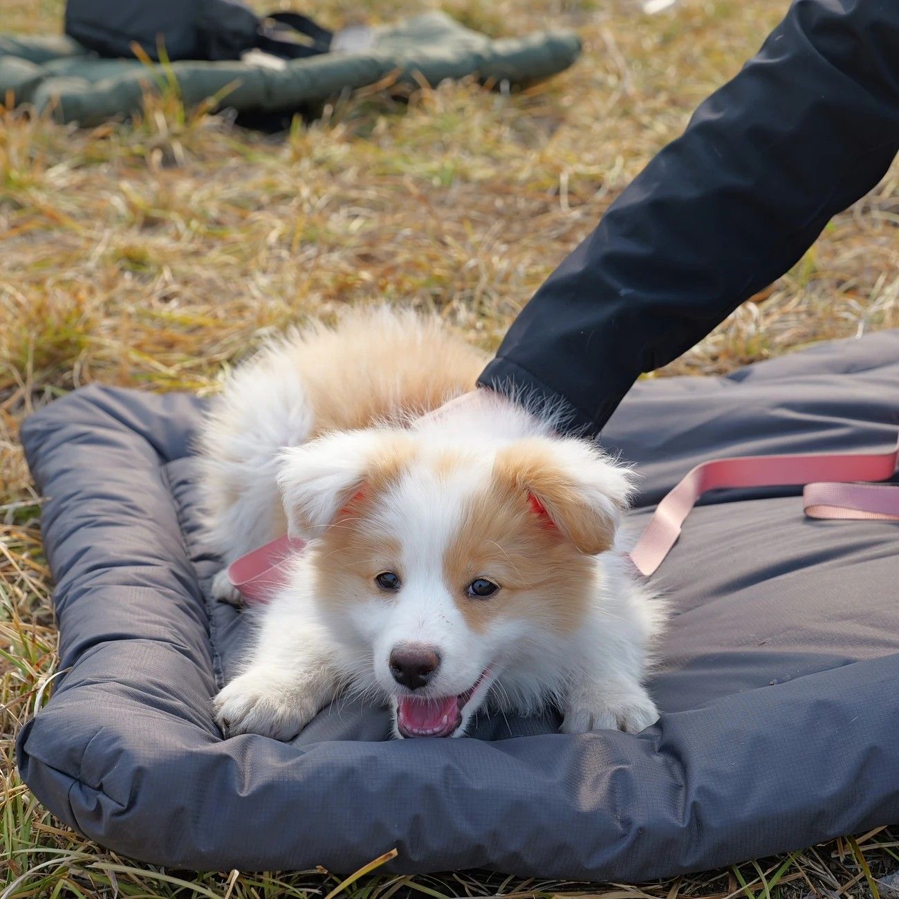 High-Quality Pet Portable Moisture-Proof Mattress, 120x80cm Large Size, Foldable for Storage, Wear-Resistant and Waterproof, All-Season Use, Suitable for Indoor and Outdoor, Ideal for Both Cats and Dogs.BLUE
