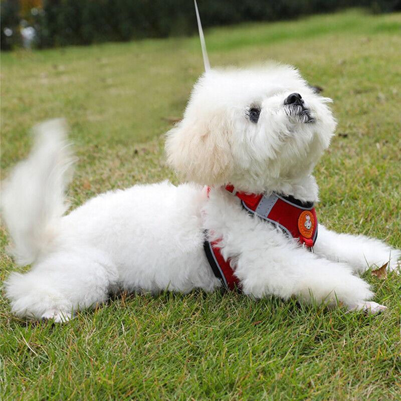 Dog Harness Cat Lead Puppy Leash Vest Mesh Breathe Adjustable Braces Small Pet Pink - L