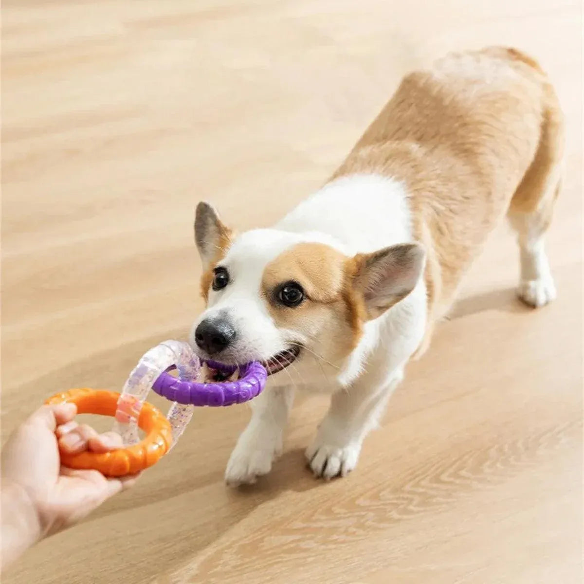 Interactive Dog Toys TRP Rubber Ring Teething Pet Rally Ring Chew Play Fetch - Green-Purple