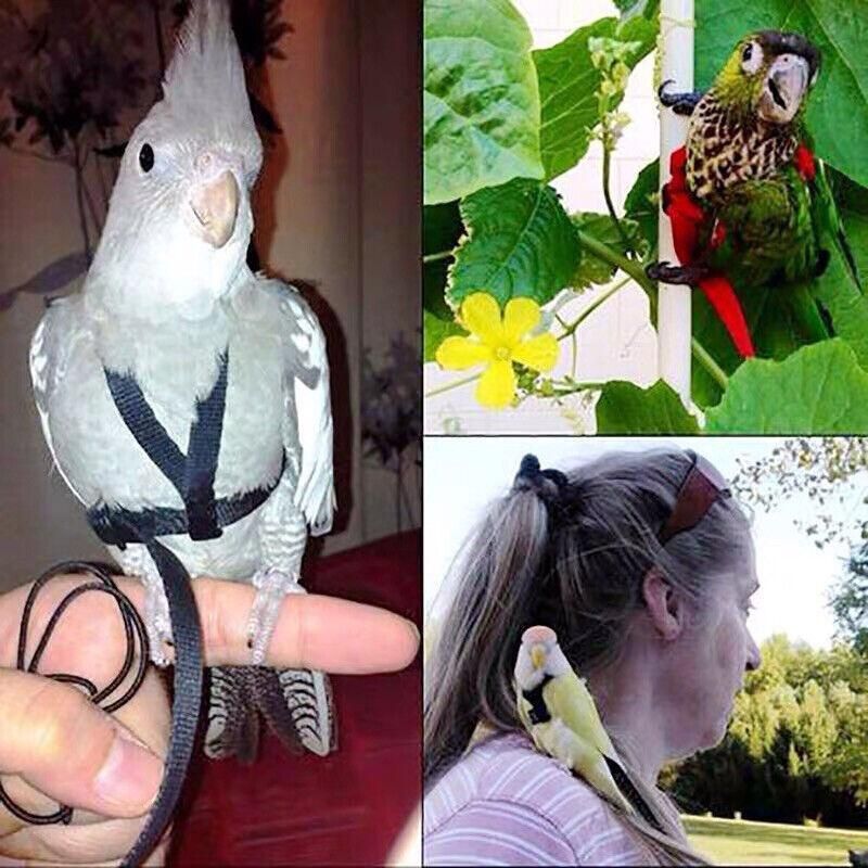 M Pet Parrot Bird Harness Lead Leash Flying Training Rope Cockatiel Outdoor - Blue