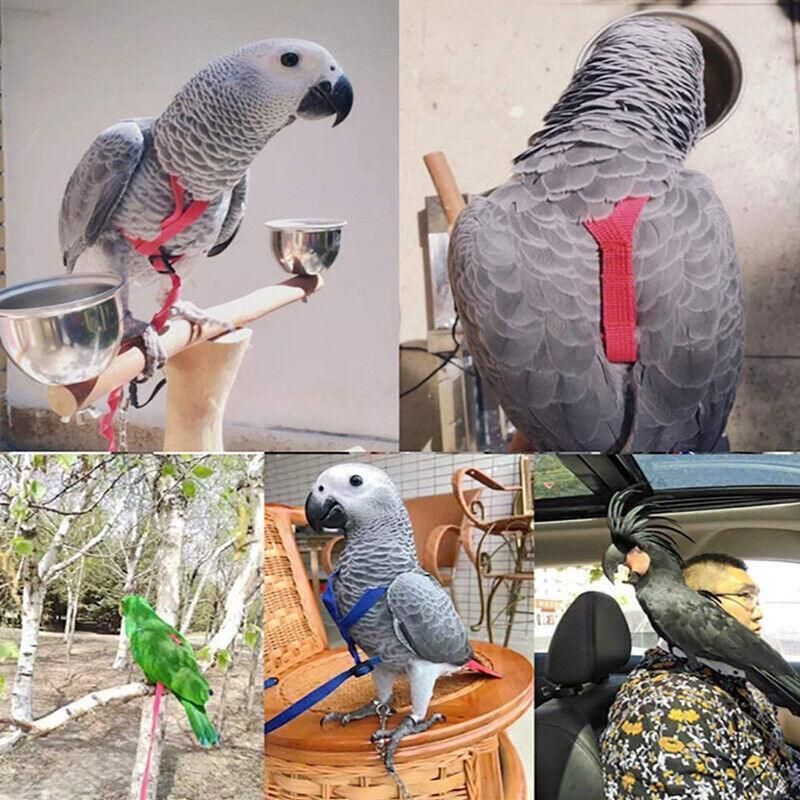 M Pet Parrot Bird Harness Lead Leash Flying Training Rope Cockatiel Outdoor - Blue