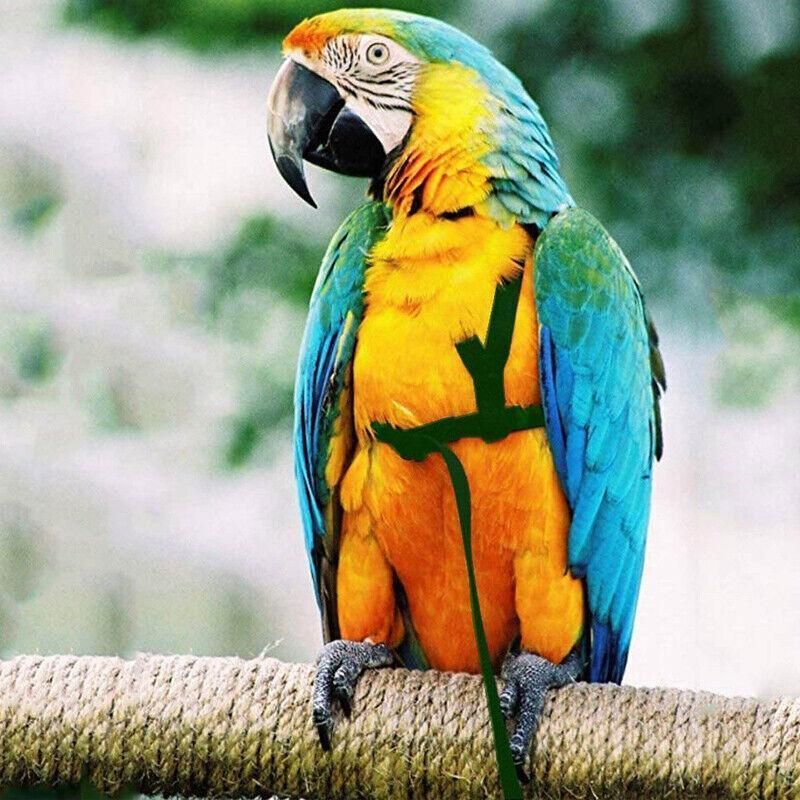 M Pet Parrot Bird Harness Lead Leash Flying Training Rope Cockatiel Outdoor - Blue