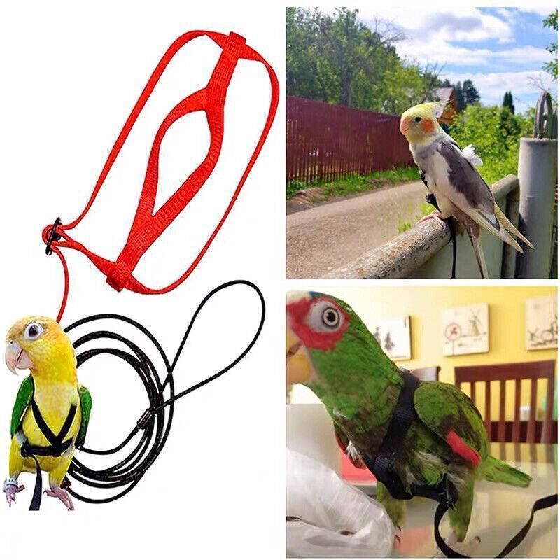 M Pet Parrot Bird Harness Lead Leash Flying Training Rope Cockatiel Outdoor - Blue