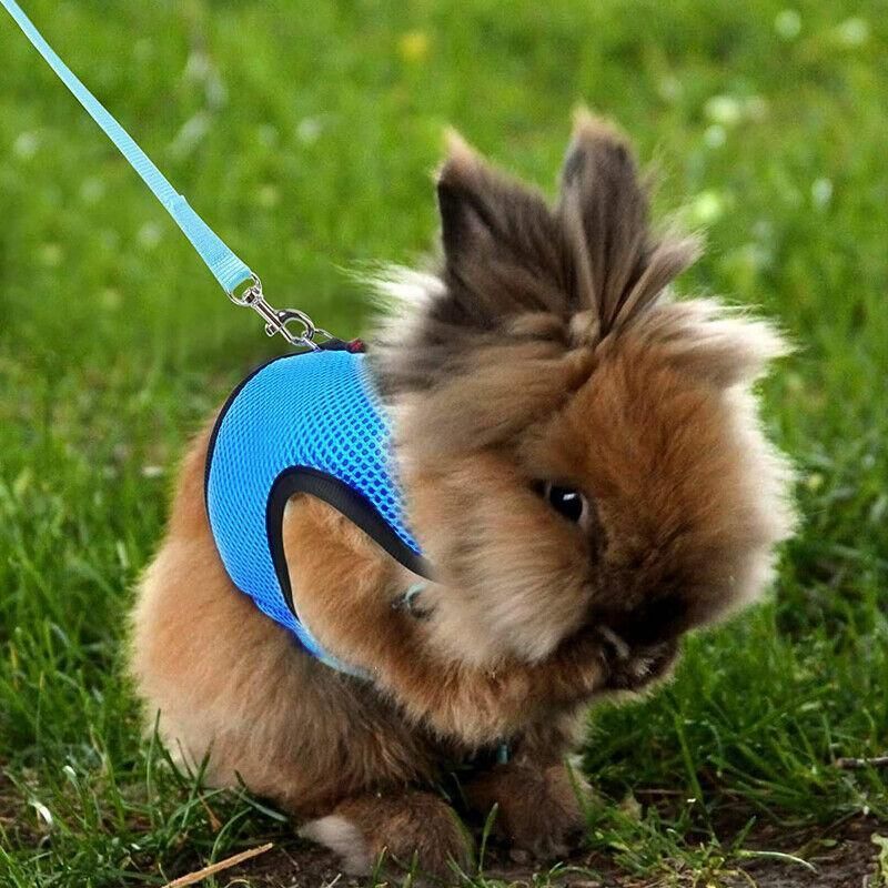 Rabbit Vest Harness Leash Lead Small Animal Pet Mesh Hamster Bunny Traction Rope S - Grey